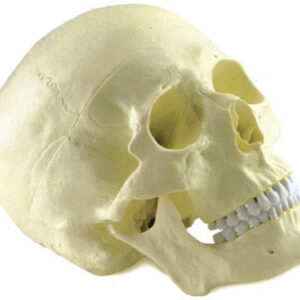 buy Skull Model best price in nigeria from myAllschoolabs.com