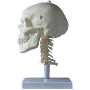 buy Skull with Cervical Column Model best price in nigeria from Allschoolabs.com