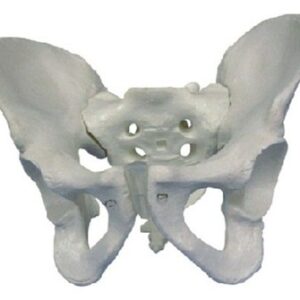 buy Male Pelvis Model best price in nigeria from myAllschoolabs.com