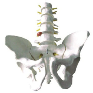buy Pelvis with 5pcs Lumbar Vertebra Model best price in nigeria from Allschoolabs.com