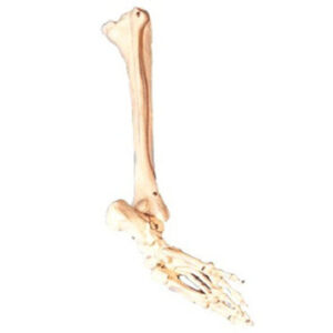 buy Bones of Foot, Calf Bone, Shinbone Model best price in nigeria from Allschoolabs.com