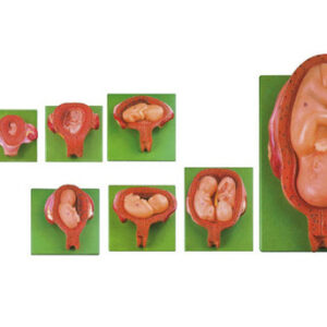 buy Embryonic Development Stages Model (8 parts) best price in nigeria from Allschoolabs.com