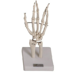buy Hand Joint Model best price in nigeria from Allschoolabs.com