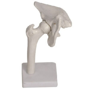 buy Hip Joint Model best price in nigeria from Allschoolabs.com