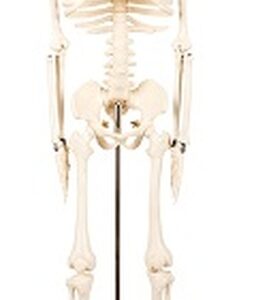 buy Human Skeleton Model 85CM best price in nigeria from Allschoolabs.com