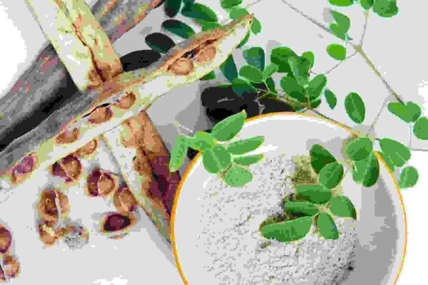Moringa Seedlings