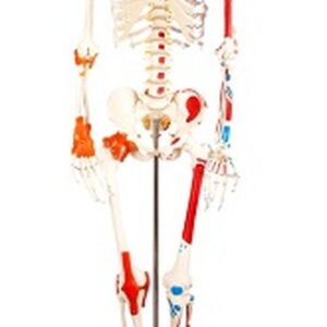 buy Human Skeleton with Painted Muscle and Ligament Model 180CM best price in nigeria from Allschoolabs.com