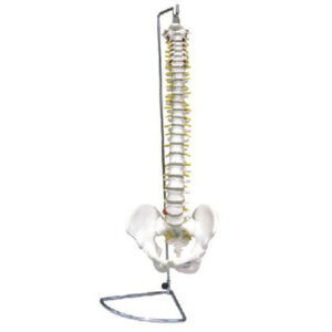 buy Spine with Pelvis Model best price in nigeria from Allschoolabs.com