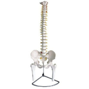 buy Spine with Pelvis and Femur Model best price in nigeria from Allschoolabs.com