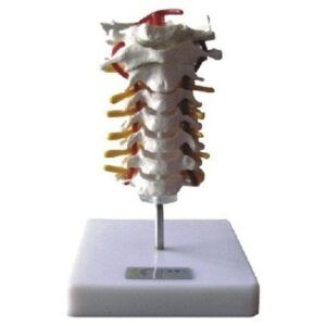 buy Cervical Vertebral Column Model best price in nigeria from Allschoolabs.com