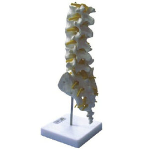 buy Lumbar Vertebra Model best price in nigeria from Allschoolabs.com
