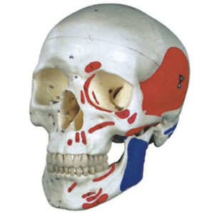 buy Colorized Skull Model best price in nigeria from Allschoolabs.com