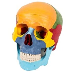 buy Skull Separation Model best price in nigeria from Allschoolabs.com
