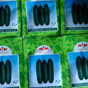 Greengo 918 F1 Cucumber Seeds (500 Seeds | 1000 Seeds)