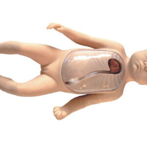 buy Neonatal Peripheral and Central Vein Intubation Model best price in nigeria from Allschoolabs.com