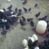 Feed Formula for Optimal Laying Birds Performance (Chicks-Pullets, Growers and Layers) E-Book