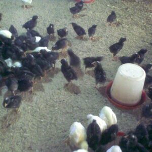 Feed Formula for Optimal Laying Birds Performance (Chicks-Pullets, Growers and Layers) E-Book