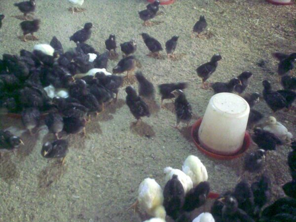 Feed Formula for Optimal Laying Birds Performance (Chicks-Pullets, Growers and Layers) E-Book