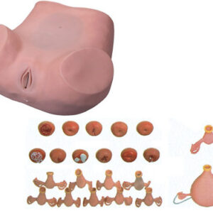 buy Gynecological Examination Model best price in nigeria from Allschoolabs.com