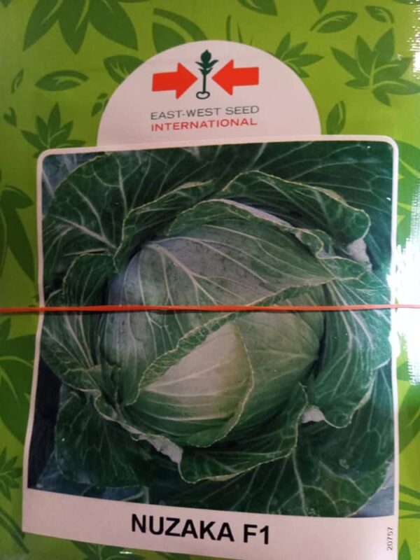 Nuzaka F1 Cabbage Seeds (East West Seed Brand | 1000 Seeds)
