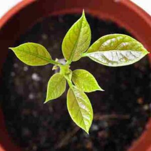 Tropical Avocado seedling