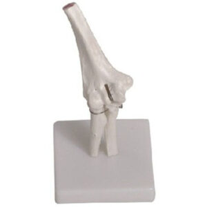 buy Elbow Joint Model best price in nigeria from myAllschoolabs.com