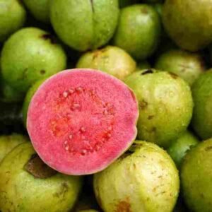 Giant Hybrid Jumbo Guava Seedlings