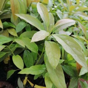 Grafted Hass Avocado seedling (Dwarf Hybrid Pear)