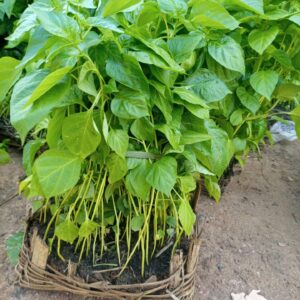 Nsukka Pepper Seedlings | Yellow/Red