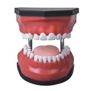 buy Luxurious Dental Care Model (32pcs, Backout) best price in nigeria from Allschoolabs.com