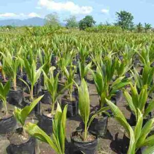 Malaysian Dwarf Coconut Seedling |Hybrid Agric (semi-dwarf) (Green or Golden)