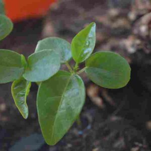 Passion Fruit Seedlings