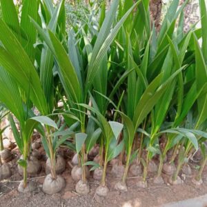 Hybrid Coconut Seedlings