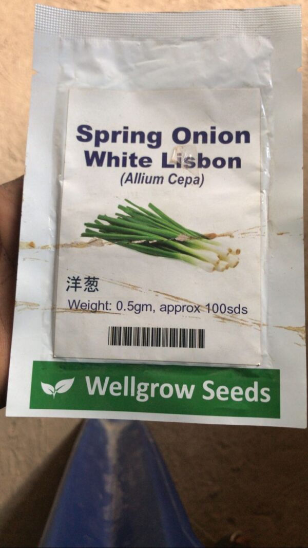 Spring Onion | 0.5g | Approximately 100 Seeds