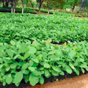 Teak Tree Seedlings