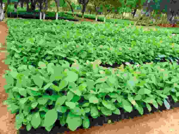 Teak Tree Seedlings