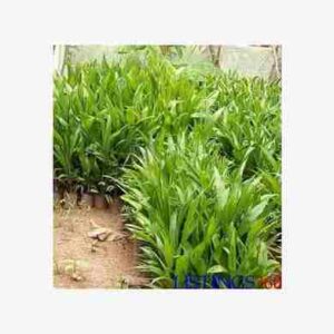 Dwarf Oilpalm Tenera seedling