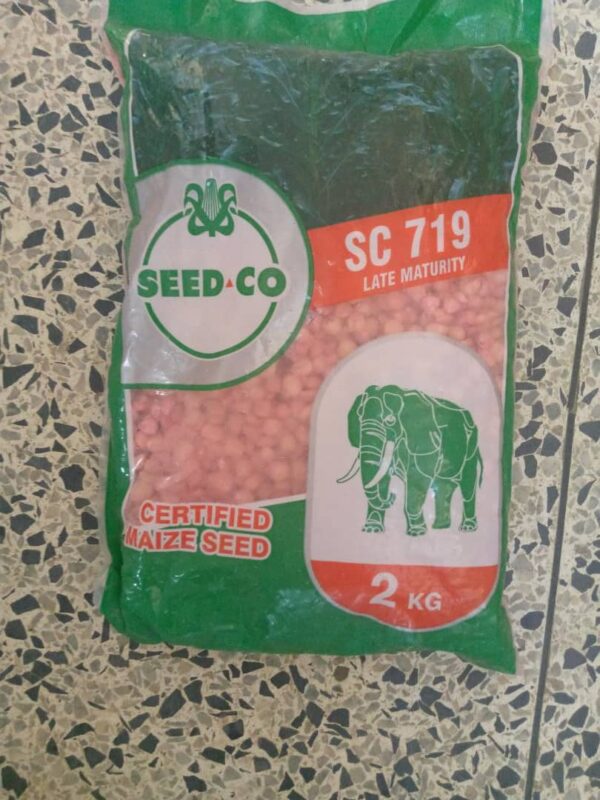 Seed Co Maize Seeds (SC 719 Late Maturity | 2kg)