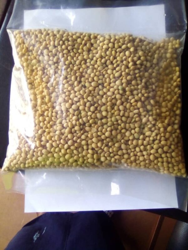 Soya Beans Seeds for Planting (2kg Packs)