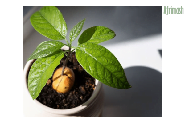 Avocado Seedling