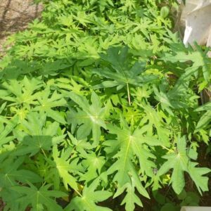 Maradona Pawpaw Seedlings