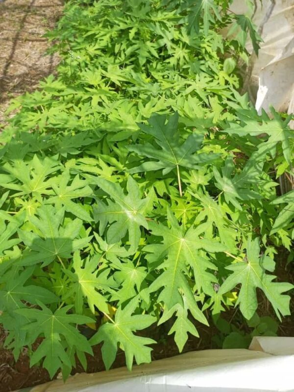 Maradona Pawpaw Seedlings