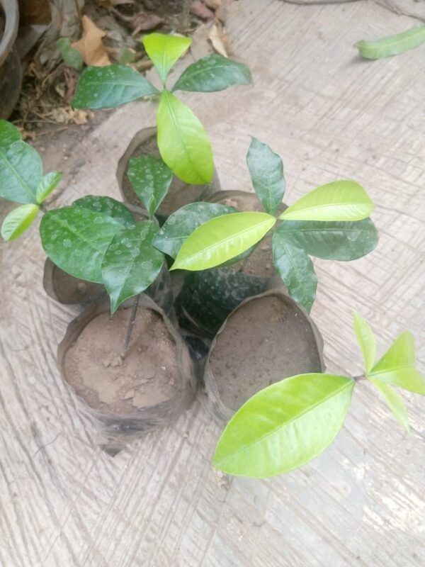 Bitter Kola Seedling