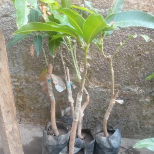 Dwarf Mango Seedling