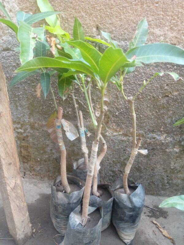 Dwarf Mango Seedling