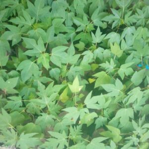 Dwarf Pawpaw Seedling
