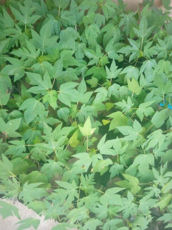 Dwarf Pawpaw Seedling