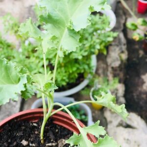 Curly Kale Seedlings