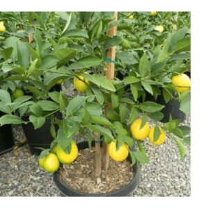Lemon Seedlings | Lisbon