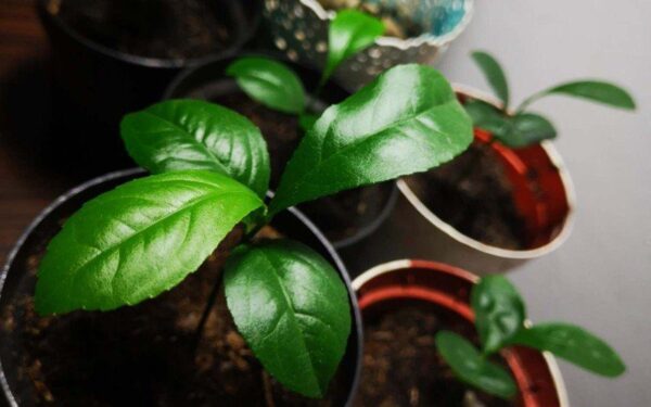 Lemon Seedling